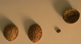 shells.jpg